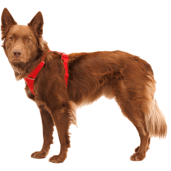 Ruffwear Front Range Dog Harness