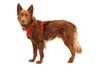 Ruffwear Front Range Dog Harness