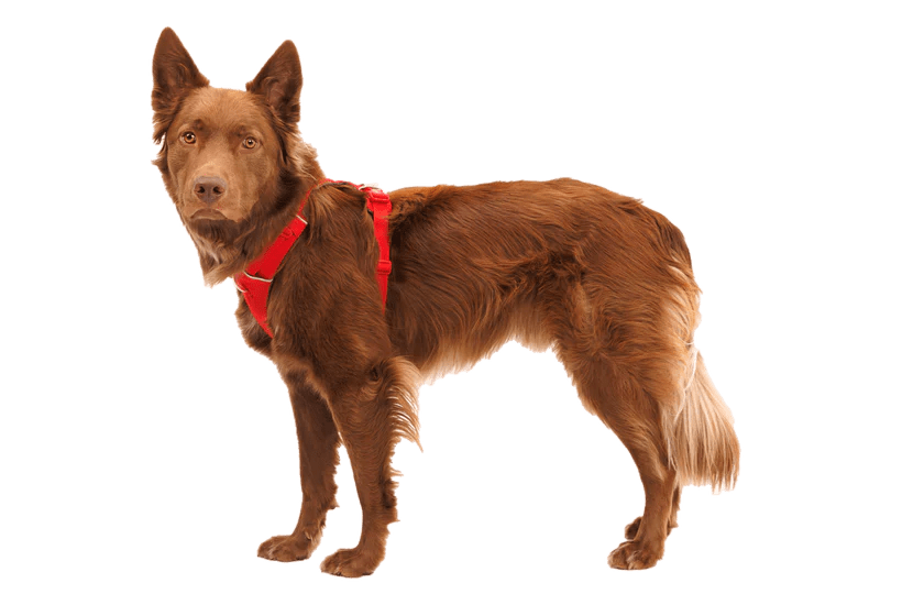 Ruffwear Front Range Dog Harness