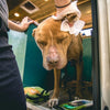 Adventure Dog Wipes